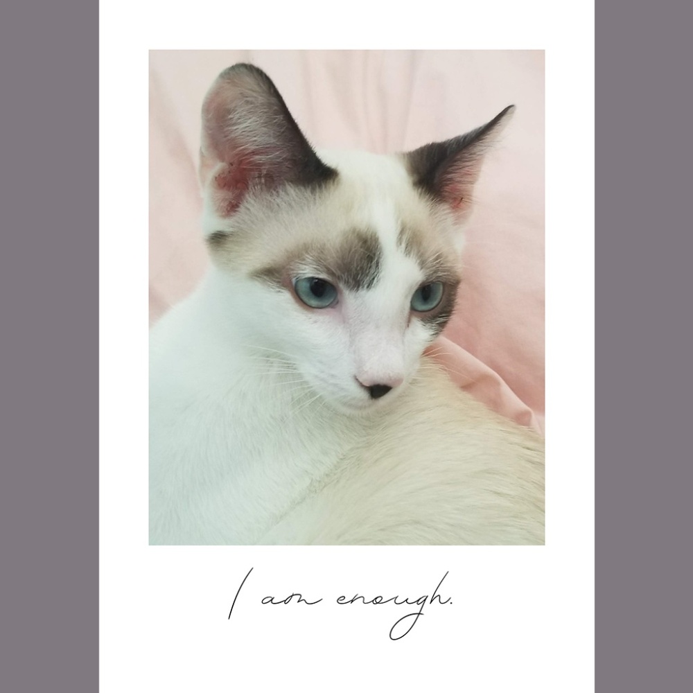 I am enough Daily Catfirmation greeting card set